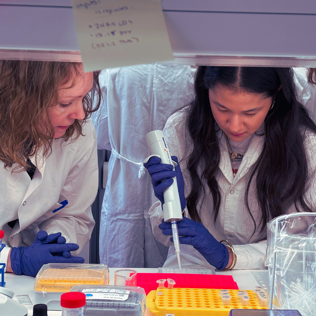 Isabella are performing protein concentration determination. The samples are brain tissue from various transgenic mice. They will be used for Western blot to examine the expression of proteins of interest.