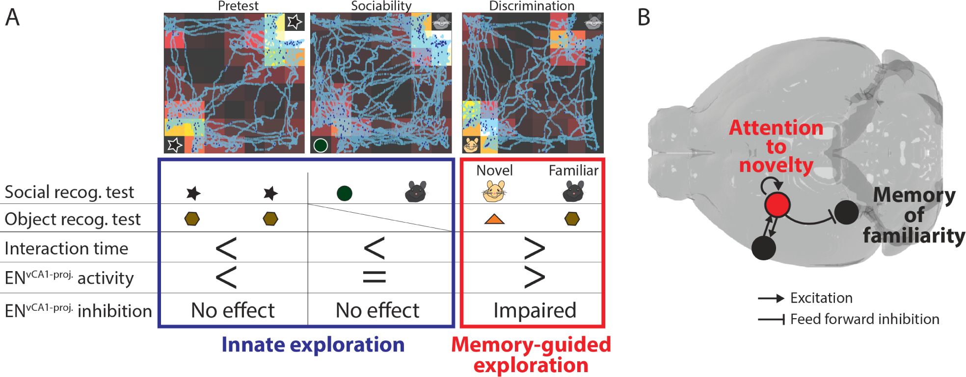 (A) Summary of findings from in vivo experiments. (B) The model of ENvCA1-proj. circuit function in recognition memory. During memory-guided exploration, recurrent circuits in ENvCA1-proj. neurons maintain the attentional response to novel stimuli while regulating the degree of response to familiar stimuli in vCA1 via feedforward inhibition.